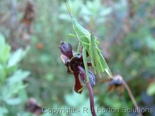 Grass Hopper Double 